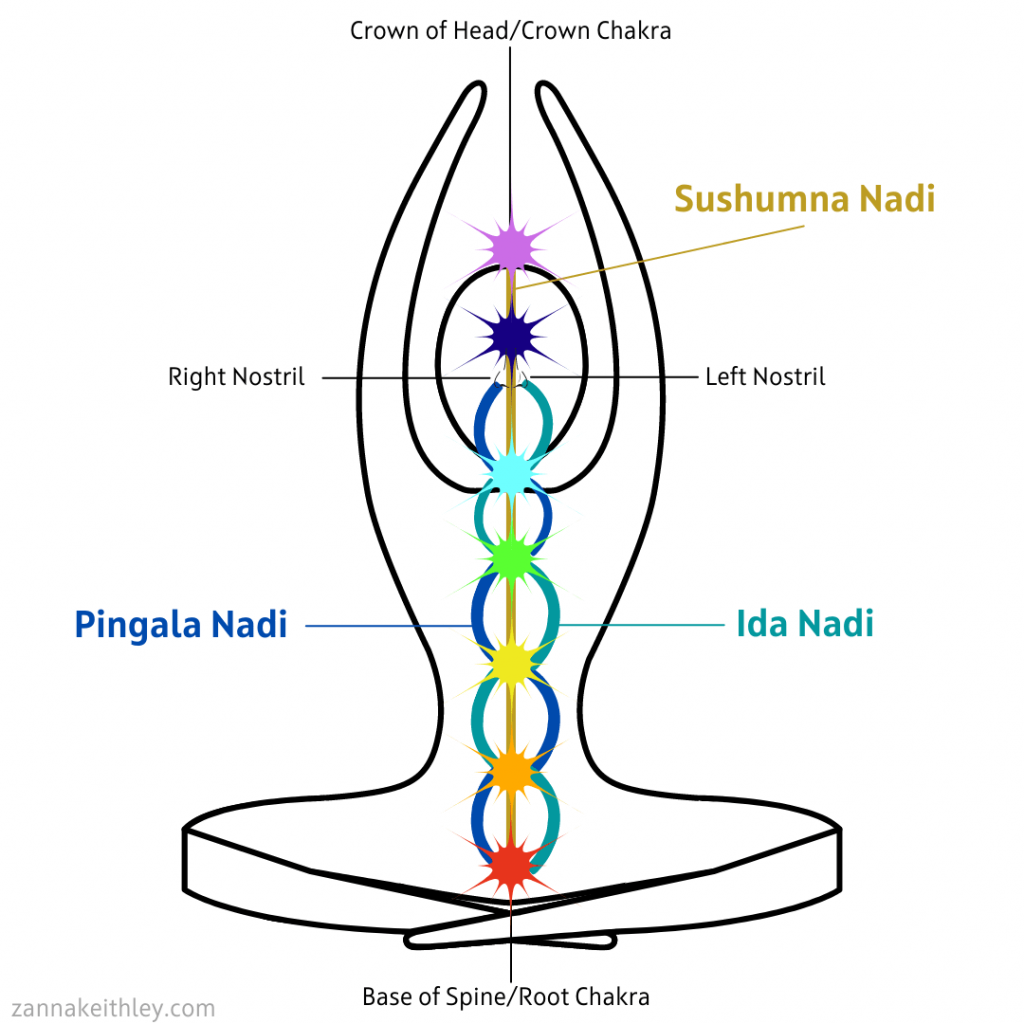 outline of person with lines pointing to pingala nadi , ida nadi, sushumna nadi, root chakra, crown chakra, right nostril, and left nostril